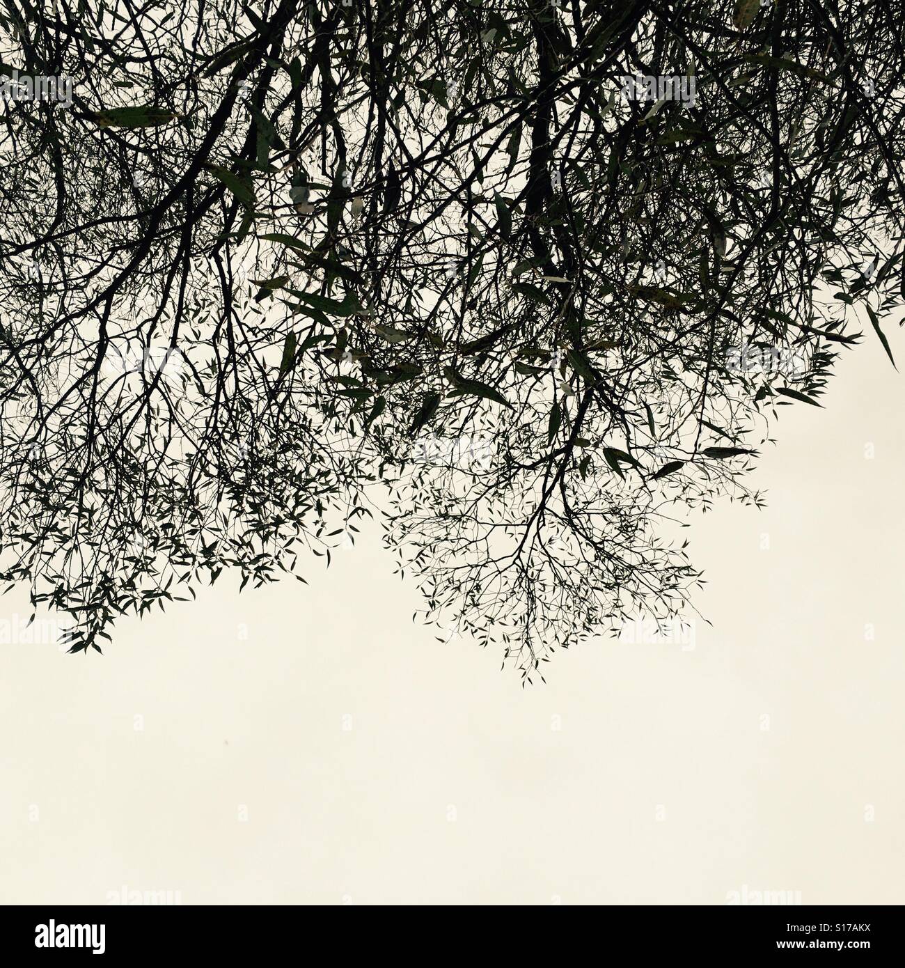 Old tree in winter hi-res stock photography and images - Alamy