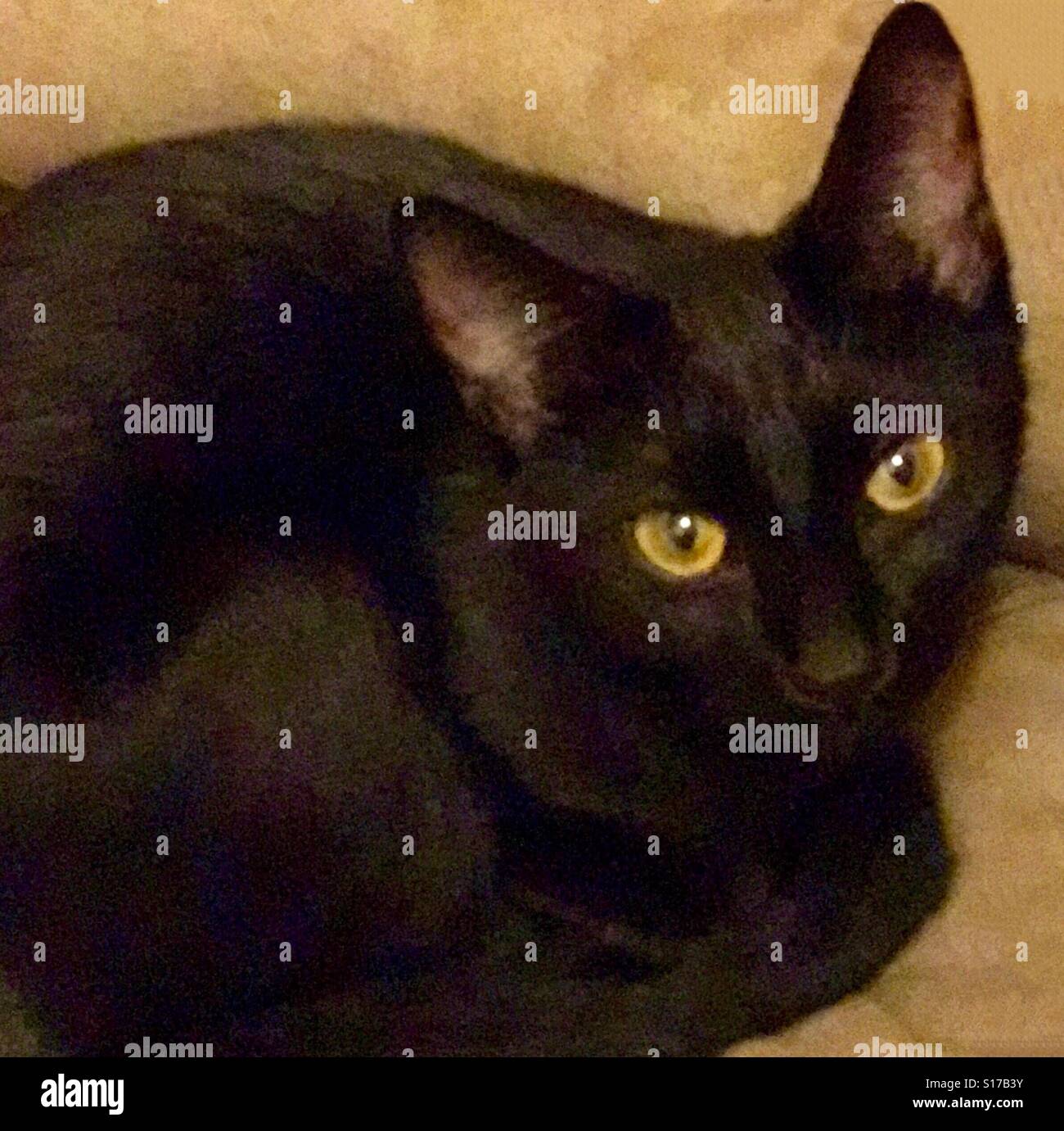 Portrait of beautiful teenage Bombay kitten Stock Photo - Alamy