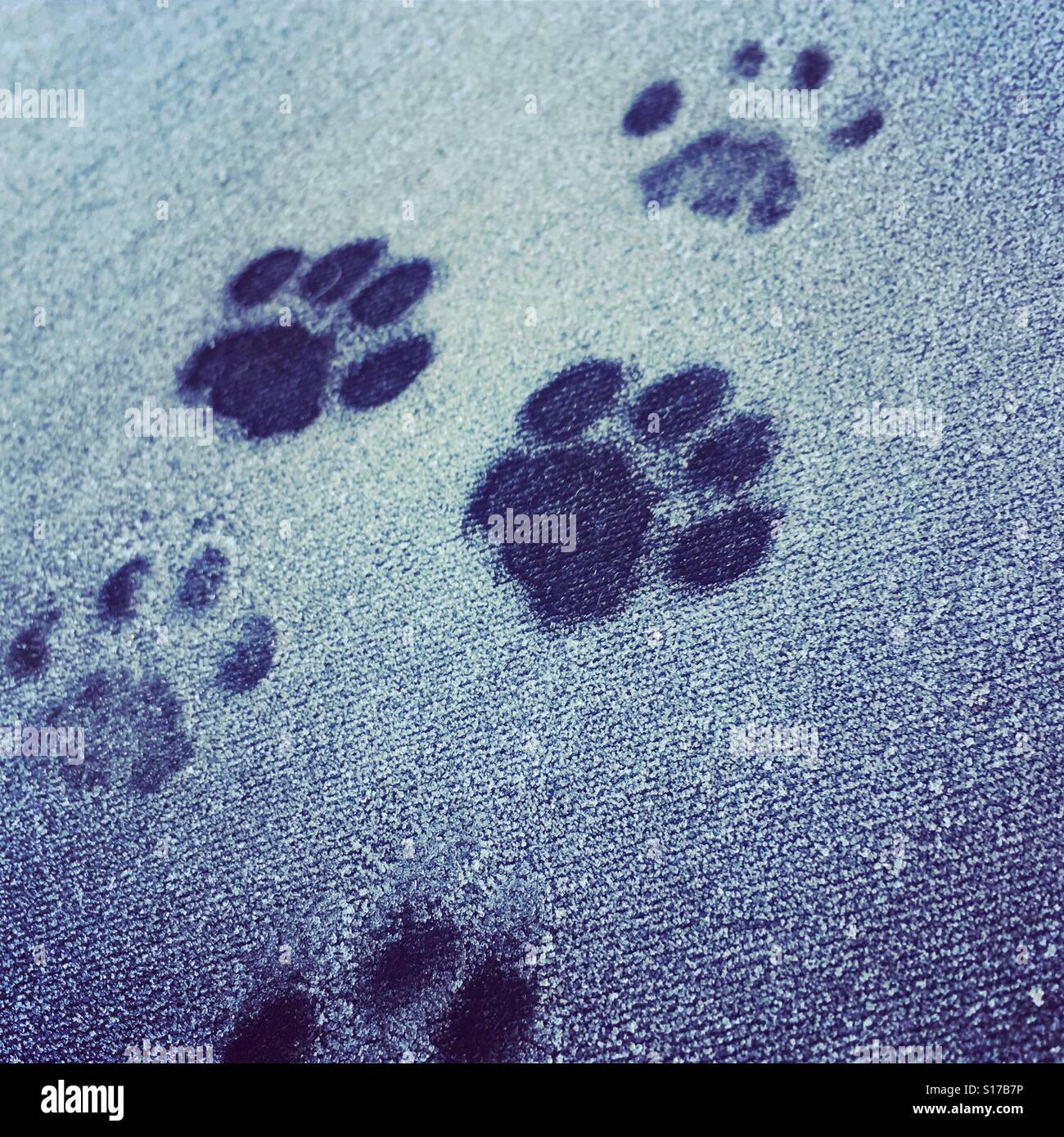 Cat paw prints in snow ice Stock Photo Alamy
