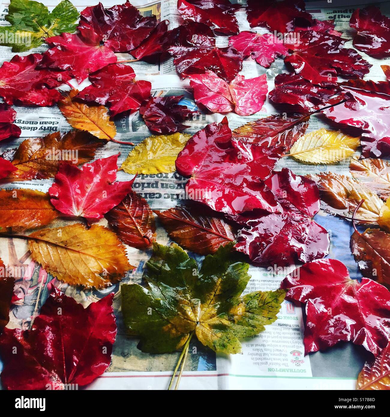 Colourful autumn leaves drying on newspaper Stock Photo