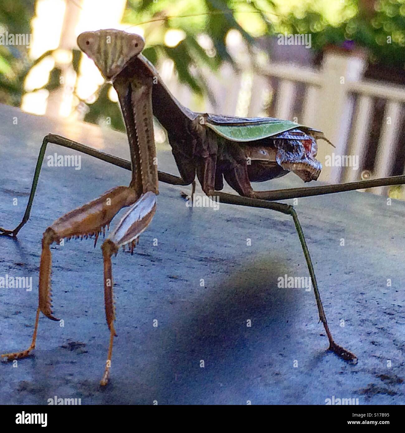 Praying Mantis Are Good Luck