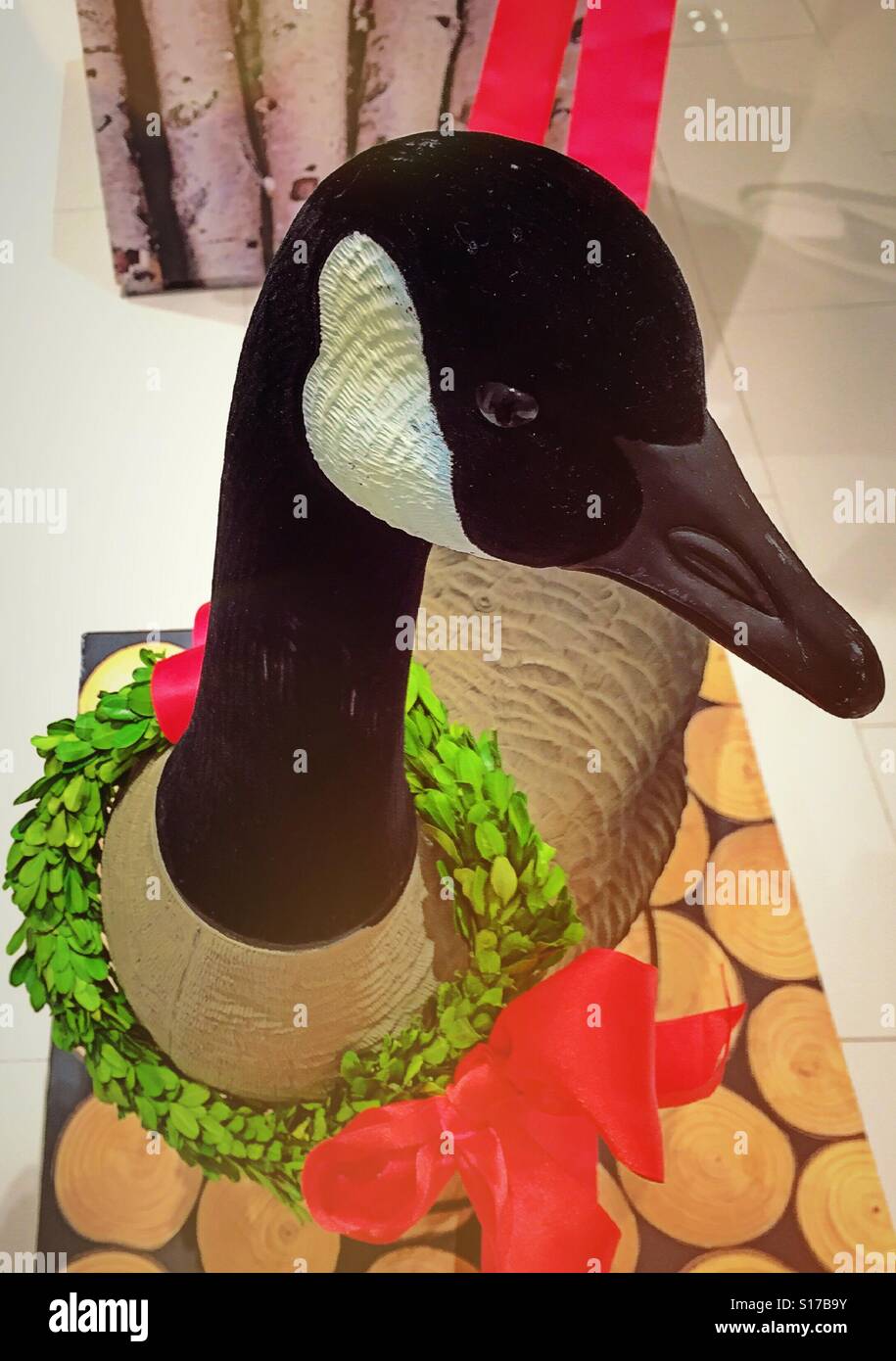 A Canadian goose with festive wreath is featured in a department store Christmas window, NYC - Smartphone Captured Stock Image