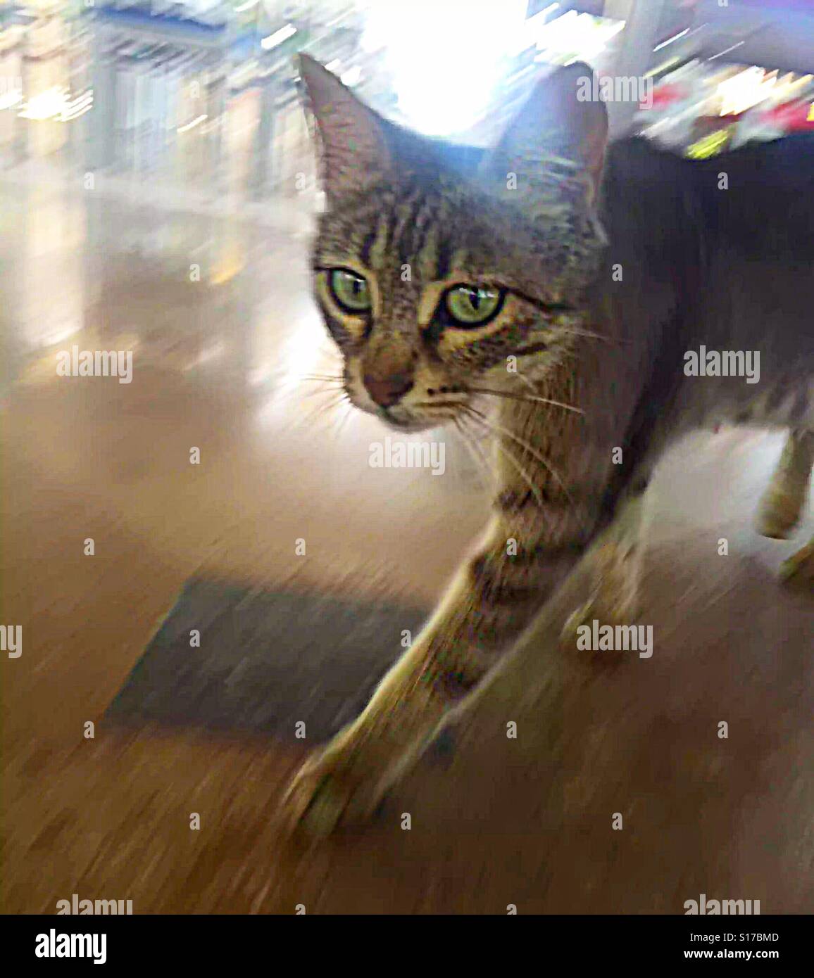 ...cat in a hurry...! Stock Photo