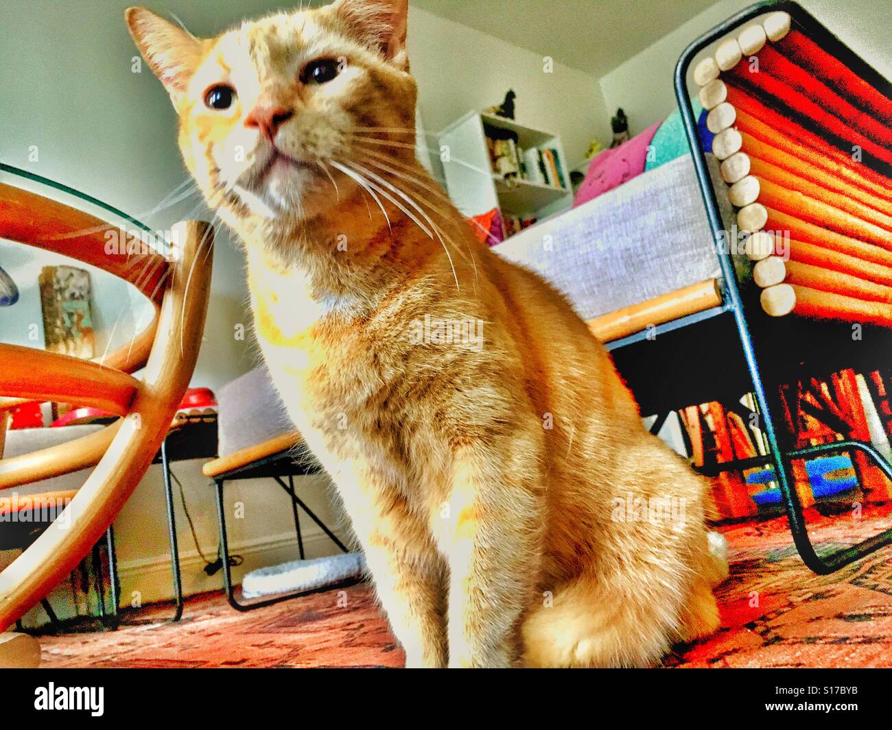 Low angle cat in living room - Smartphone Captured Stock Image