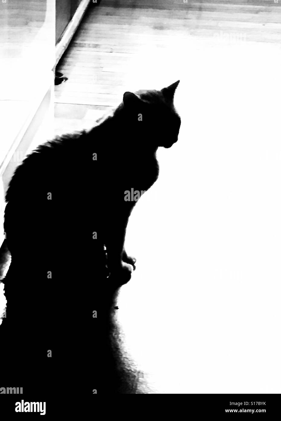 Car silhouette - Smartphone Captured Stock Image