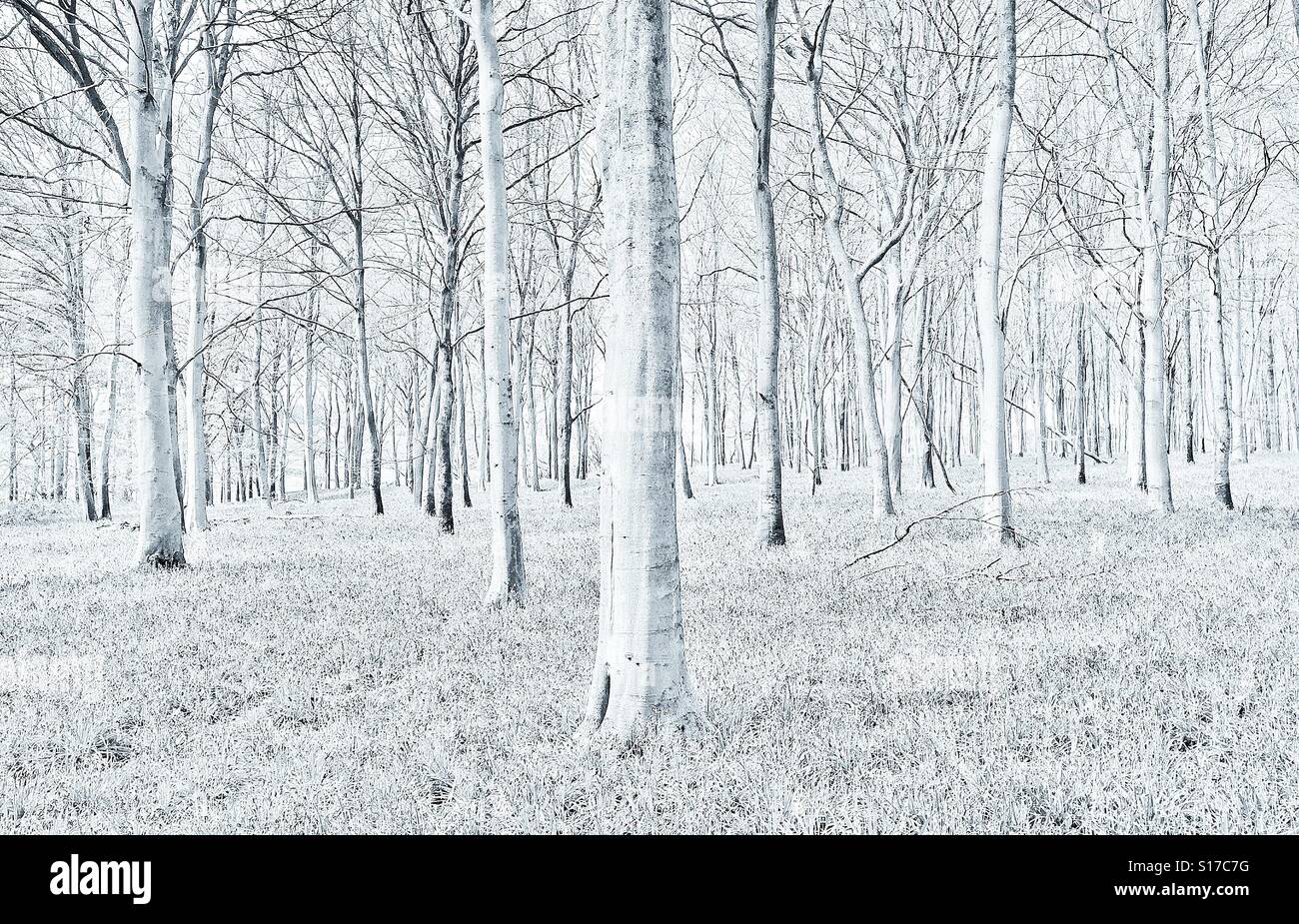 A high key creative effect image of an English Woodland scene in Springtime. Has it been snowing? Photo Credit - © COLIN HOSKINS. - Smartphone Captured Stock Image