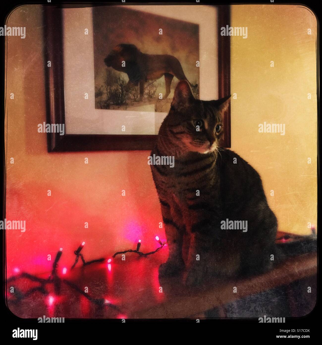 My cat helping with the Christmas lights - Smartphone Captured Stock Image
