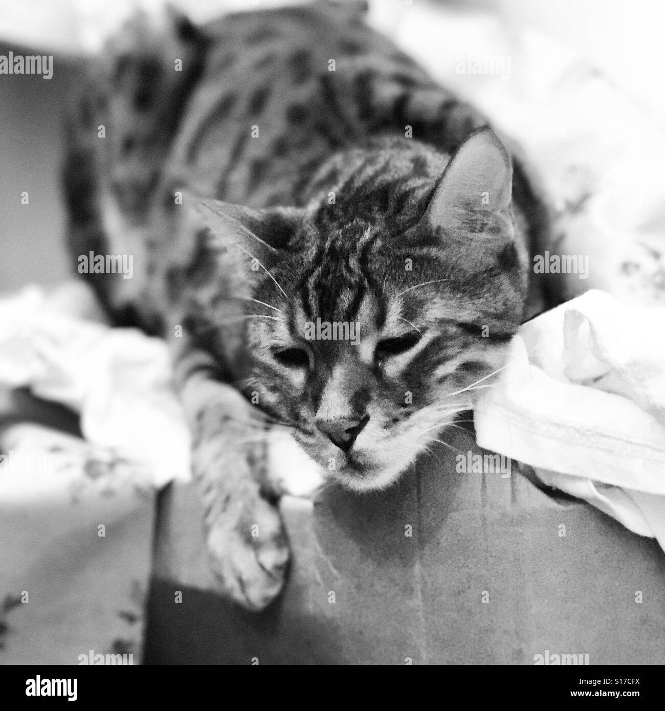 A pedigree Bengal cat asleep on a pile of washing. Stock Photo