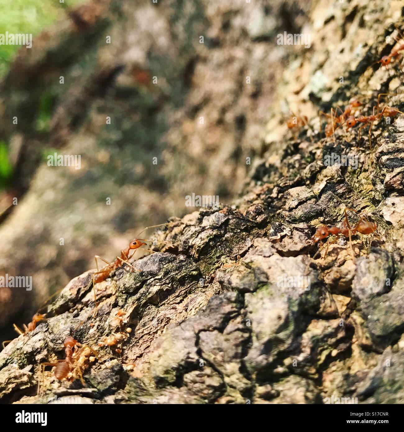 Colony of red ant roaming the tree bark Stock Photo