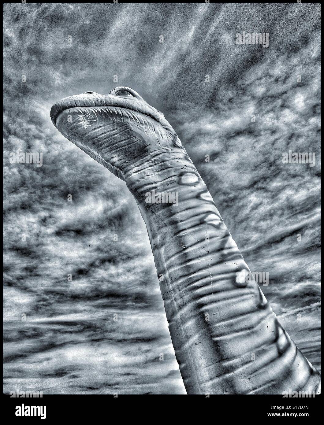 Looking up at the long neck and small skull of a Brachiosaurus (Sauropod) Dinosaur. Photo Credit - © COLIN HOSKINS. - Smartphone Captured Stock Image