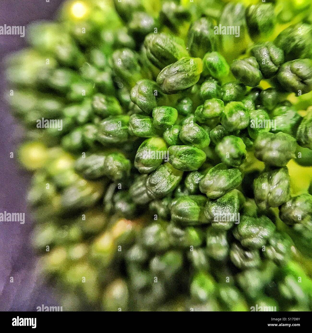 Broccoli sprout close up hi-res stock photography and images - Alamy