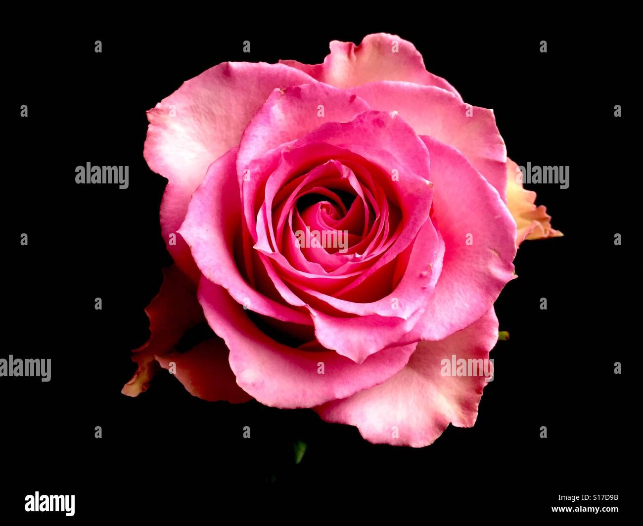 Pink rose-black background - Smartphone Captured Stock Image