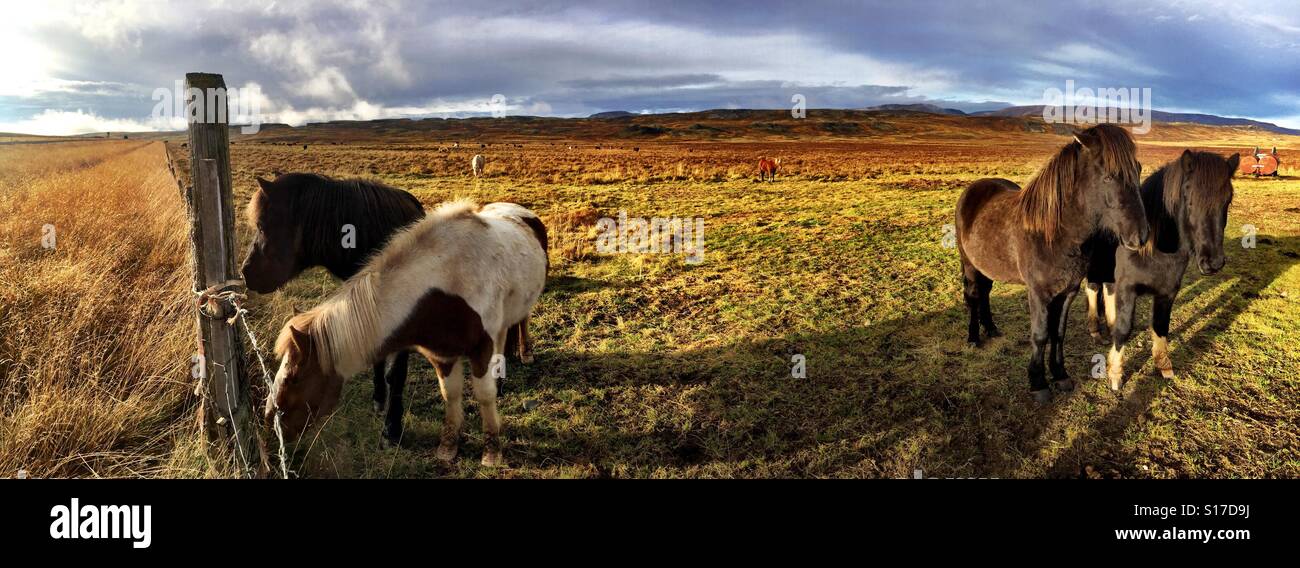 Wild horses, Iceland - Smartphone Captured Stock Image