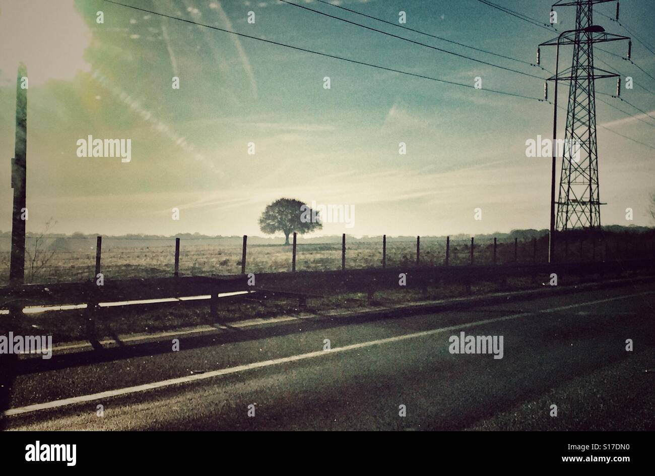 Tree in a field - Smartphone Captured Stock Image