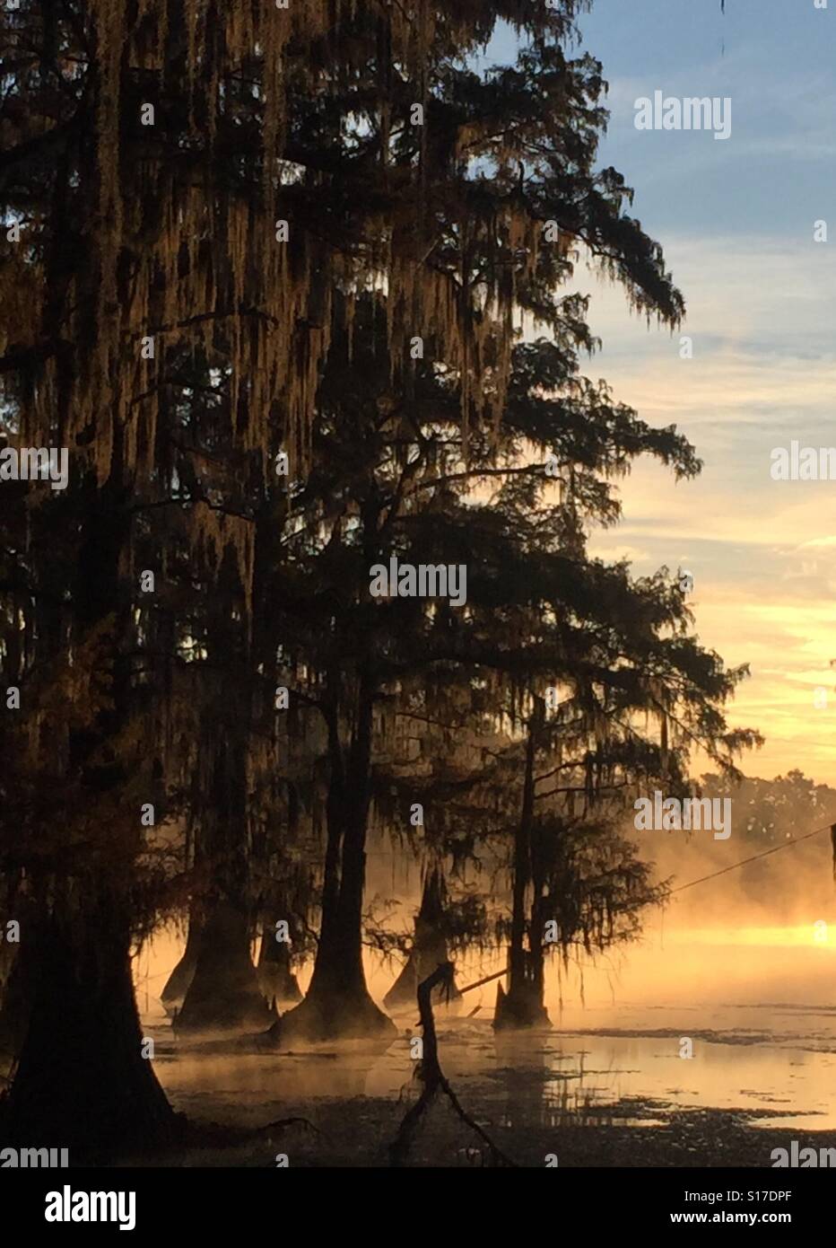 Cypress trees with Spanish moss on Caddo Lake Stock Photo - Alamy