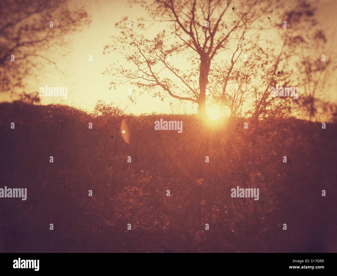 Woods at twilight. - Smartphone Captured Stock Image Woods at twilight. - Smartphone Captured Stock Image