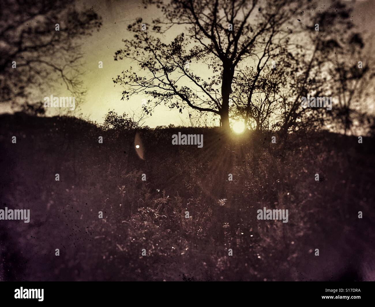 Dreamy twilight while in the woods. - Smartphone Captured Stock Image Dreamy twilight while in the woods. - Smartphone Captured Stock Image