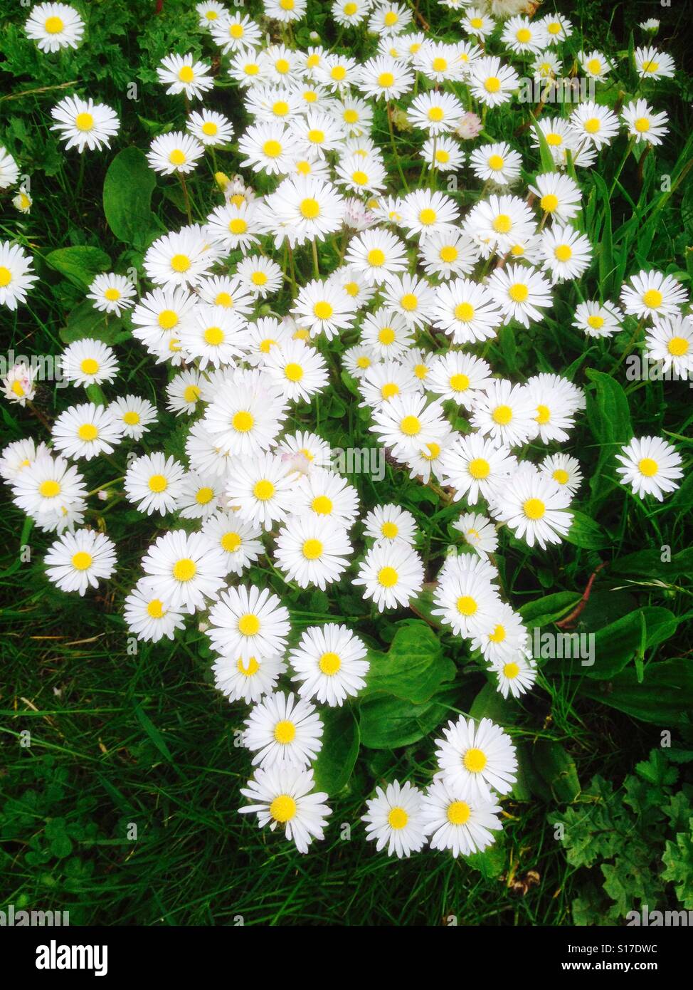 Daisy chain hires stock photography and images Alamy