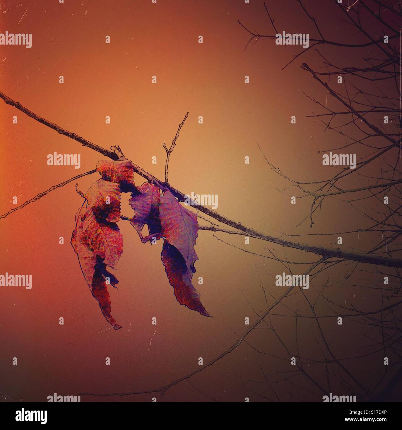 The last autumn leaves - Smartphone Captured Stock Image