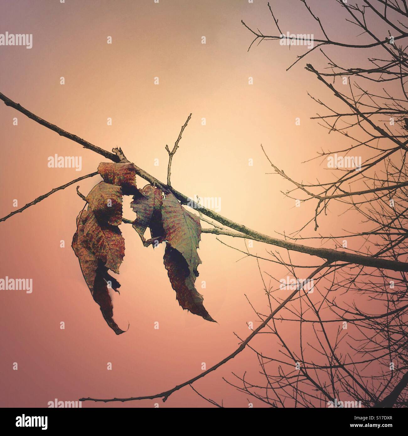 The last autumn leaves - Smartphone Captured Stock Image