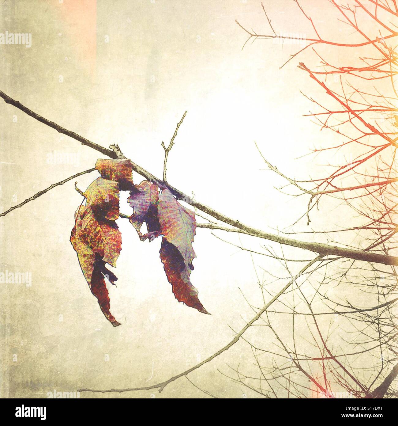 The last autumn leaves - Smartphone Captured Stock Image