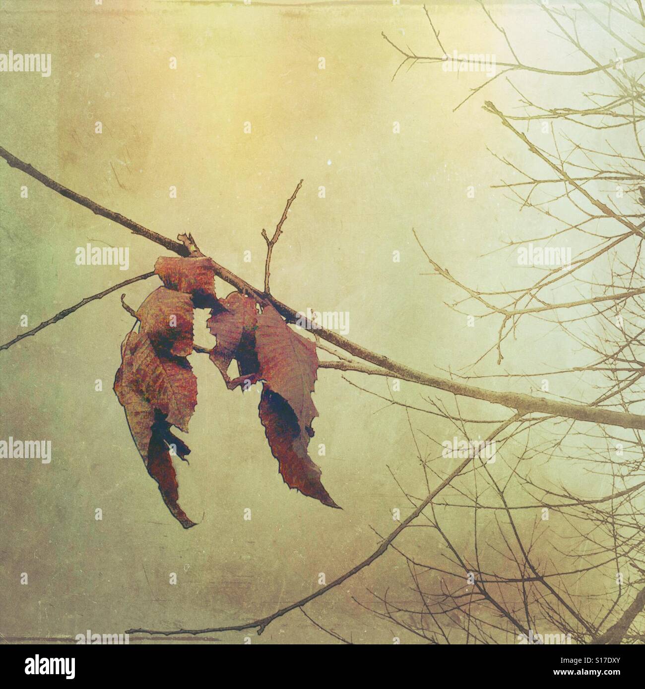 The last autumn leaves - Smartphone Captured Stock Image