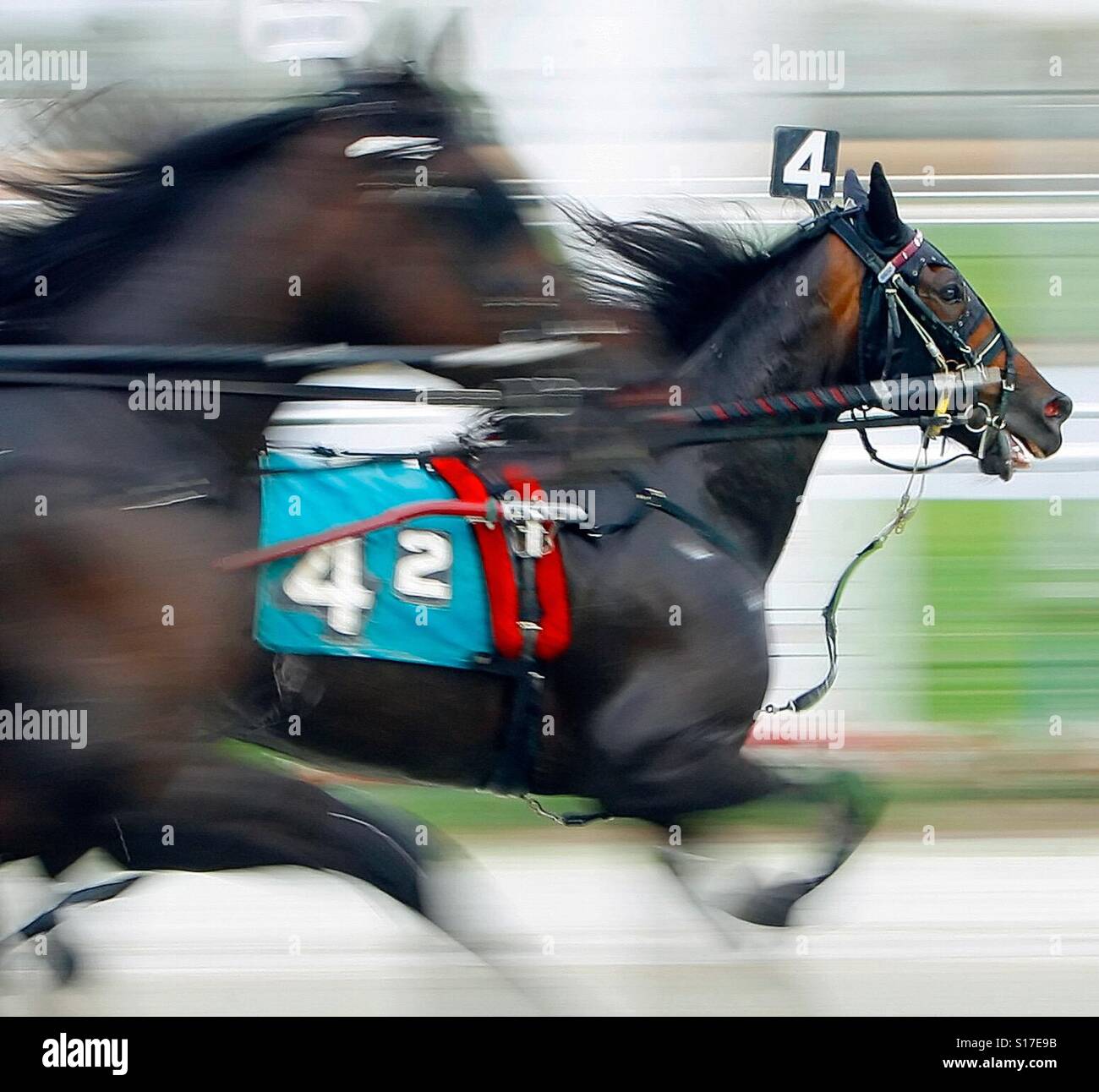 Harness racing trotters are seen racing - Smartphone Captured Stock Image
