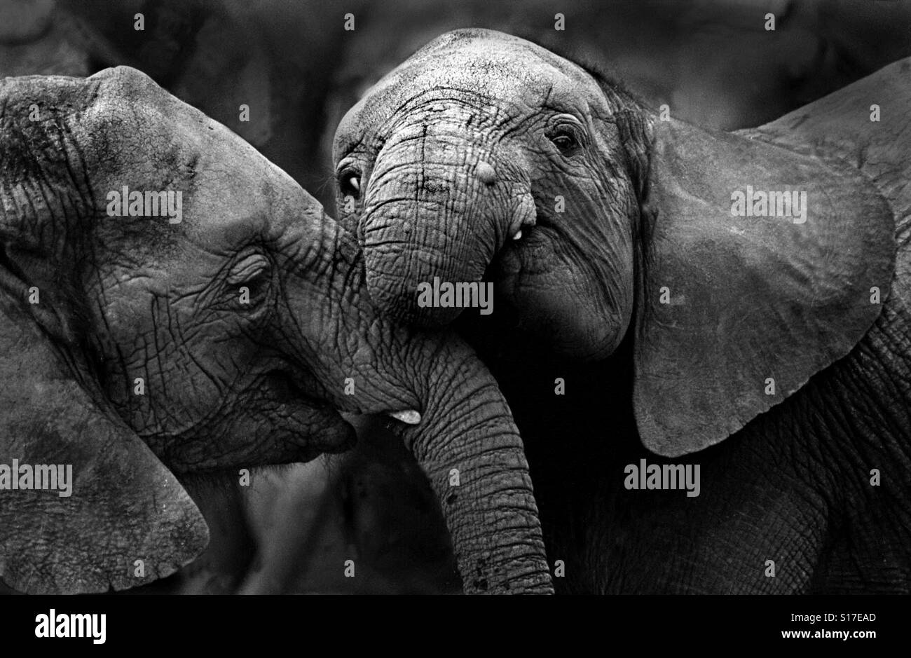 Baby African elephants play. - Smartphone Captured Stock Image