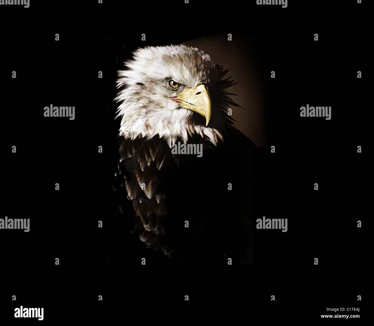 Bald eagle portrait - Smartphone Captured Stock Image