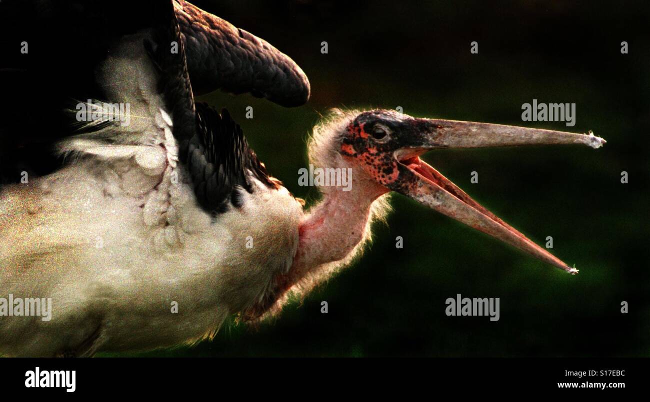 This is a marabou stork. - Smartphone Captured Stock Image
