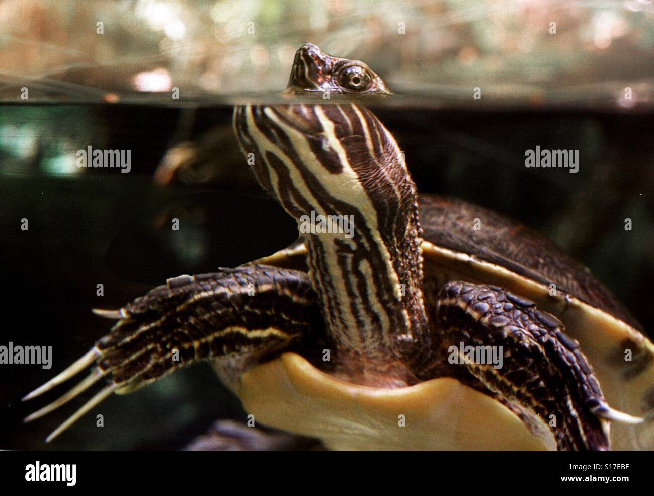Underwater view of a painted turtle peeking out of the water - Smartphone Captured Stock Image