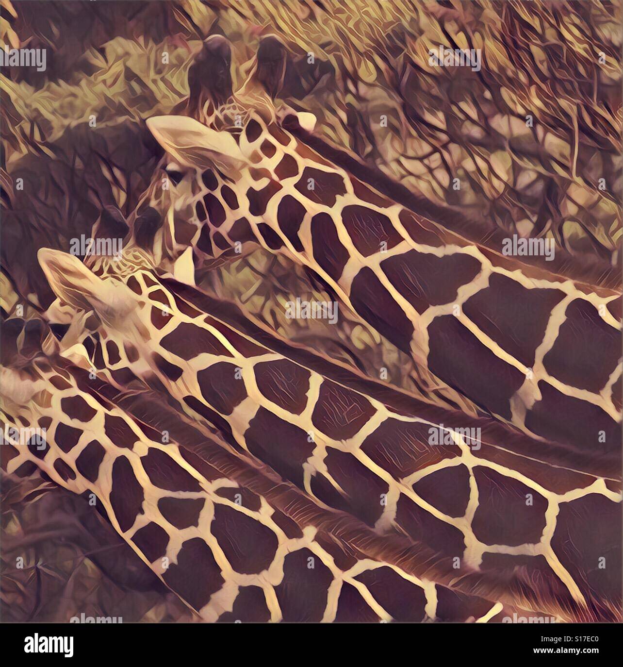 Giraffes are seen in this photo. - Smartphone Captured Stock Image