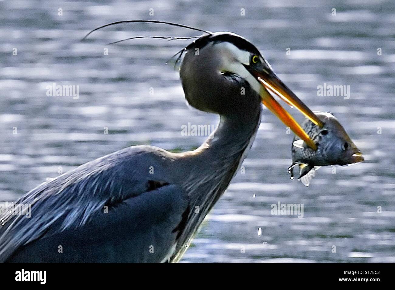 A great blue heron stabs a fish for dinner. - Smartphone Captured Stock Image