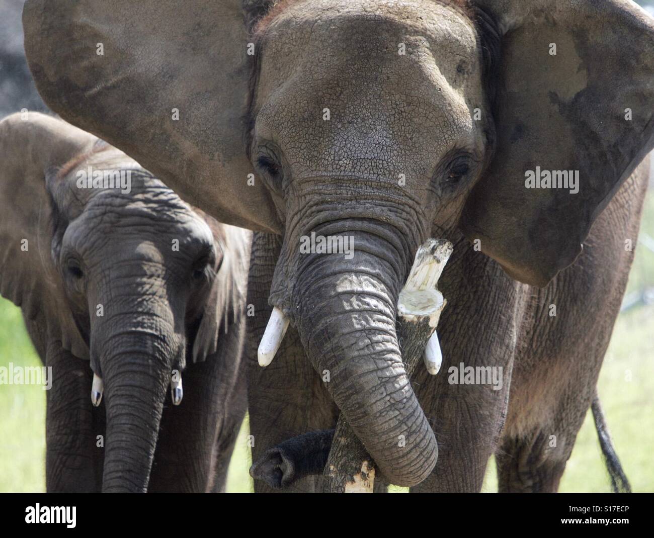 A mother elephant is seen with her offspring. - Smartphone Captured Stock Image
