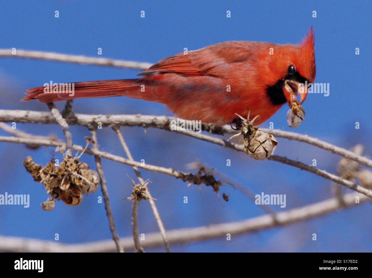 This is a bright red cardinal on a branch with a blue sky background - Smartphone Captured Stock Image