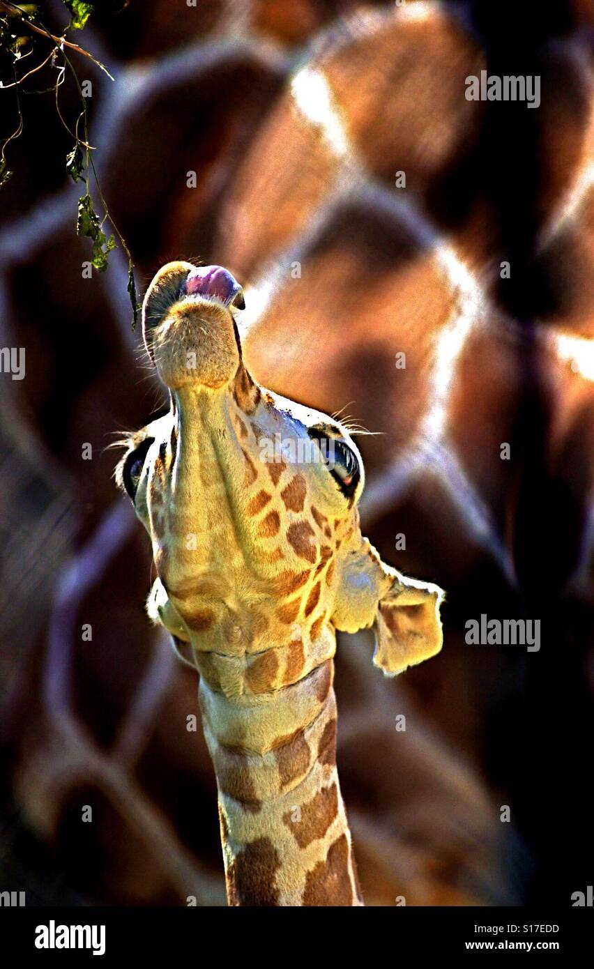 A young giraffe reaches for a low branch. - Smartphone Captured Stock Image