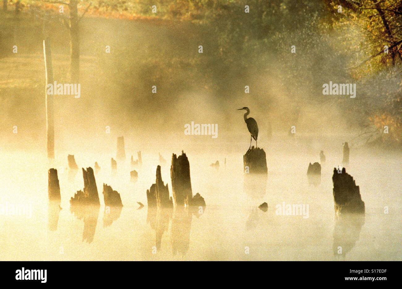 A great blue heron sits on a tree stump in a foggy lake setting. - Smartphone Captured Stock Image A great blue heron sits on a tree stump in a foggy lake setting. - Smartphone Captured Stock Image