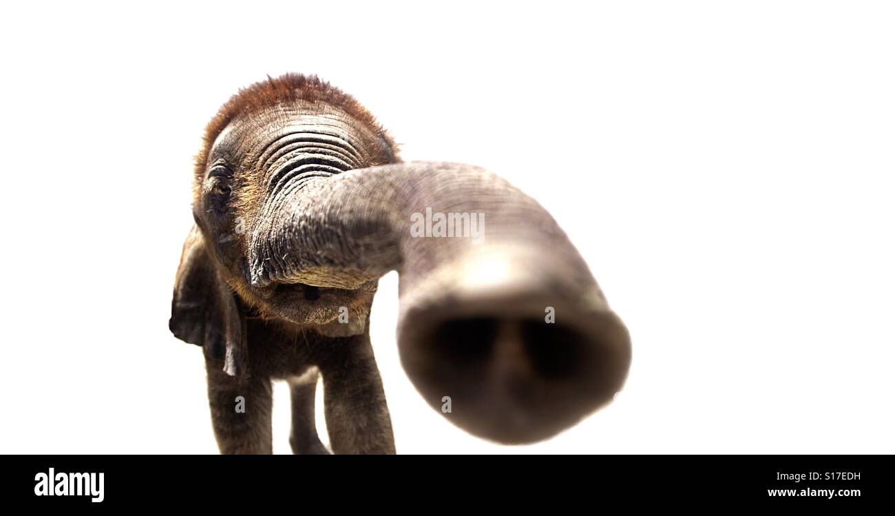 A baby African elephant extends his trunk toward the camera. - Smartphone Captured Stock Image
