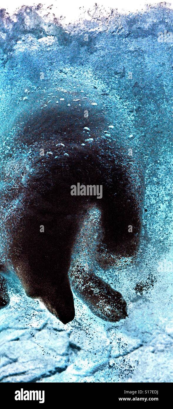 A polar bear dives underwater - Smartphone Captured Stock Image