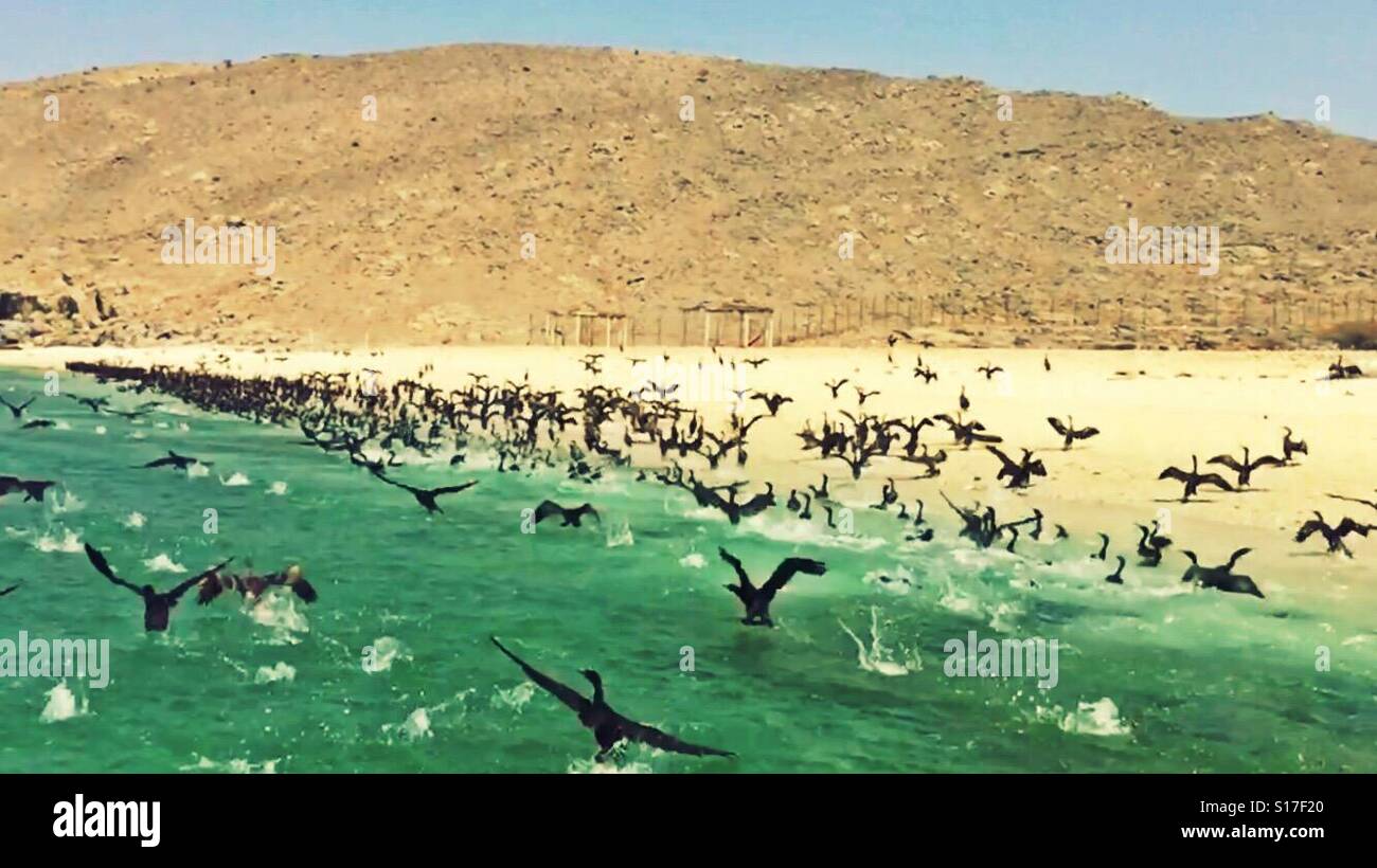 Wild beach in Musandam, Oman Stock Photo