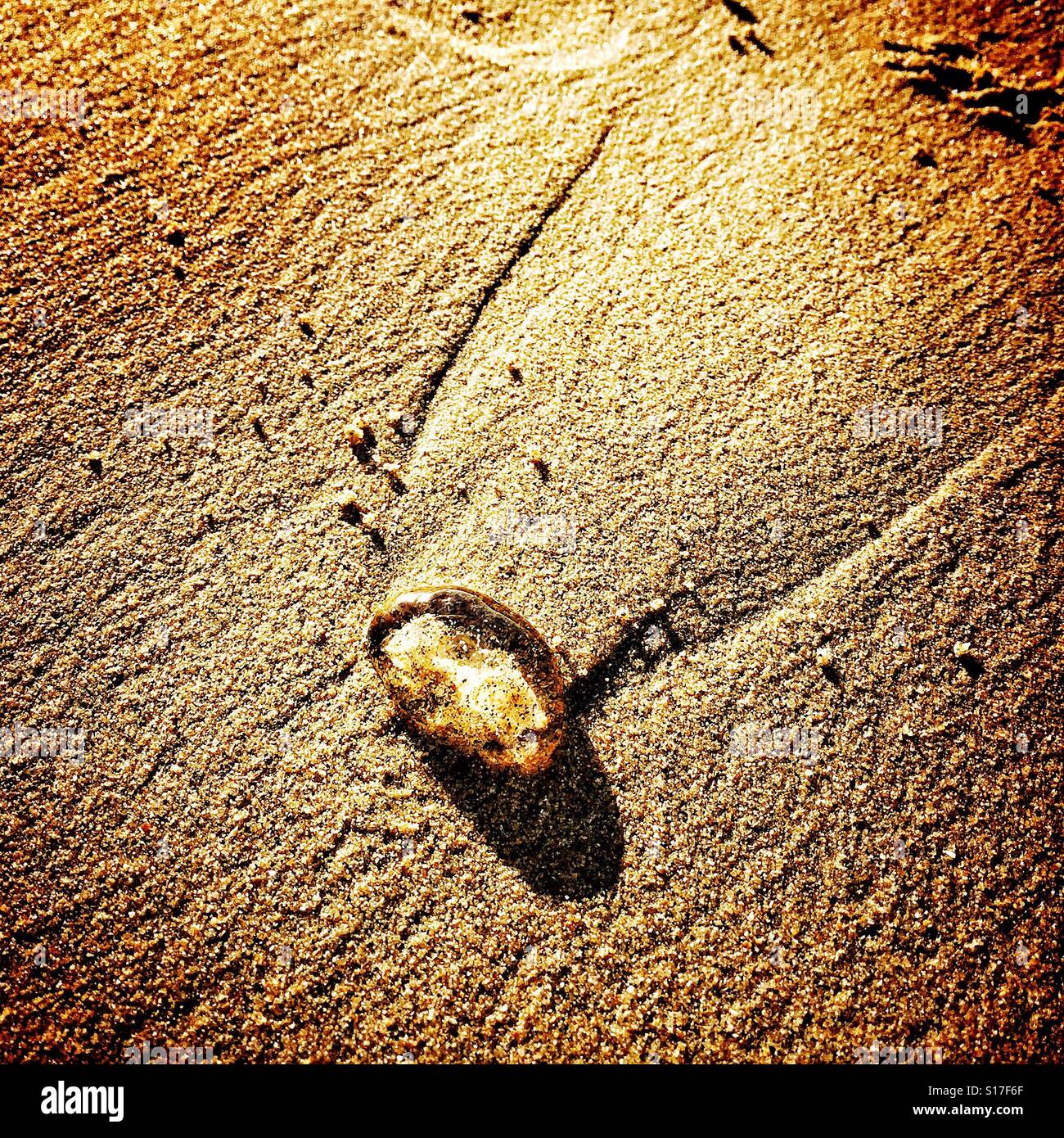 A small clear jellyfish is washed up on the shore of a beach in Nayarit, Mexico. Stock Photo