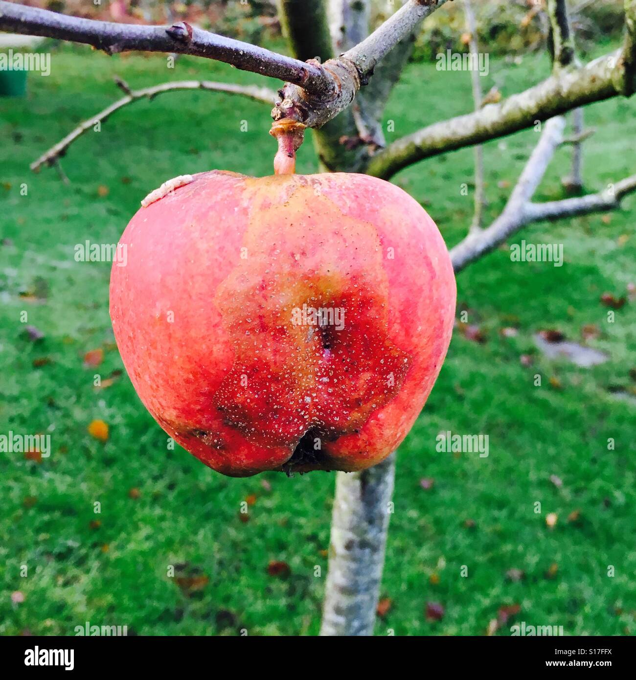 The last apple on the tree December UK - Smartphone Captured Stock Image