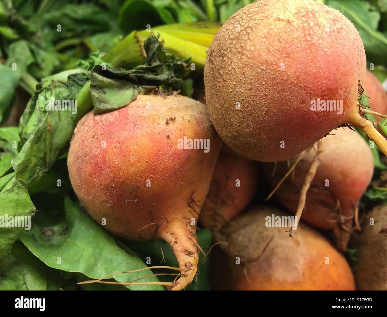 Close up of a bunch of  fresh sugar beets, USA - Smartphone Captured Stock Image