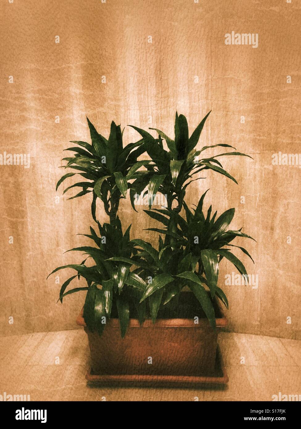 Indoor plant hires stock photography and images Alamy