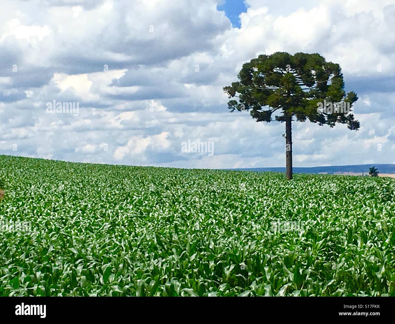 Amazing view of an araucária in corn plantation Stock Photo