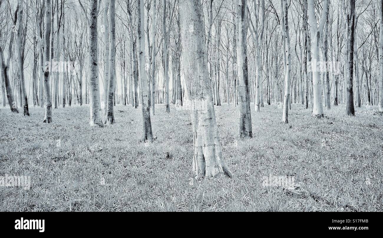 A high key landscape view of an English Woodland scene in Springtime. Has it been snowing? Photo Credit - © COLIN HOSKINS. Stock Photo