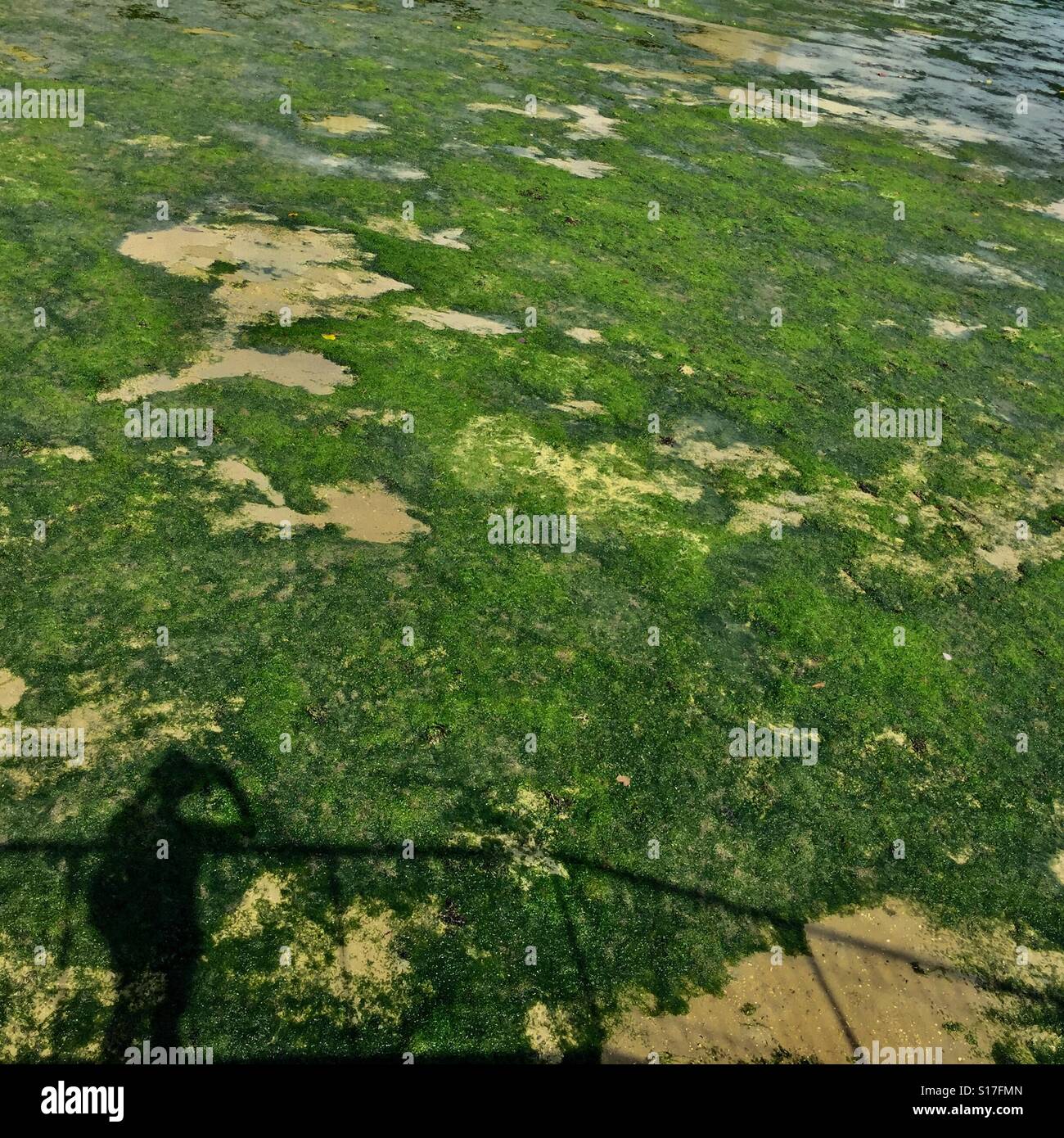 A bed of sea grass found in Chek Jawa, Pulau Ubin island, Singapore