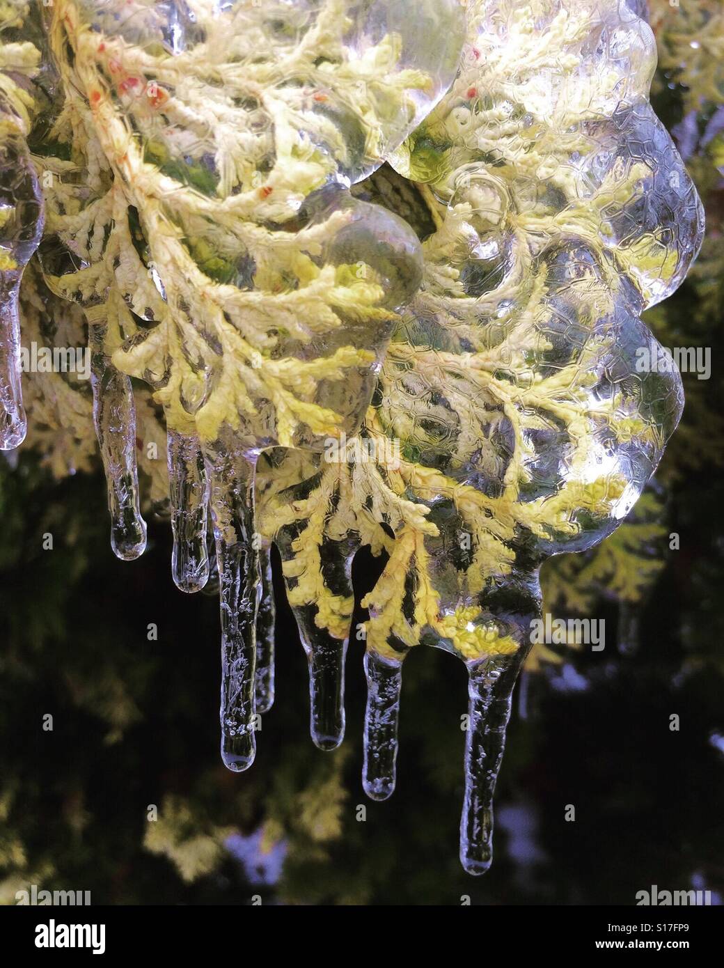 Ice-covered cedar, freezing rain, Oregon - Smartphone Captured Stock Image