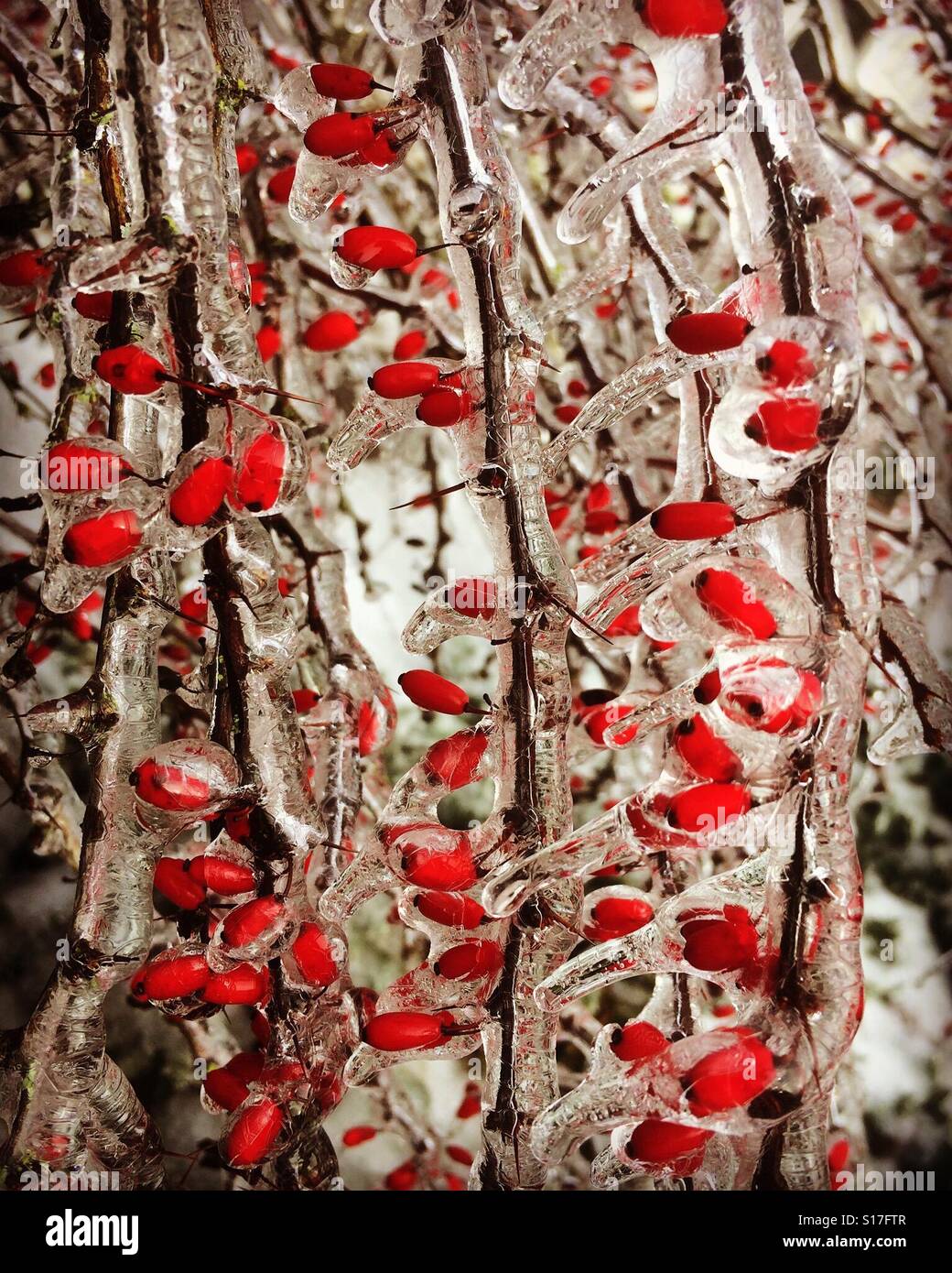 Ice-covered berries, freezing rain, Oregon - Smartphone Captured Stock Image