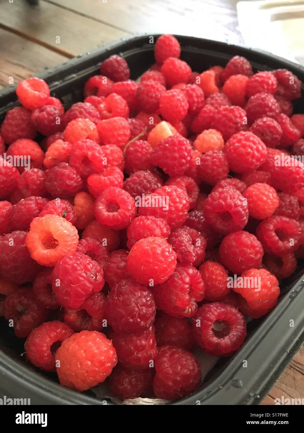 Fresh picked raspberry in the Berkshires Massachusetts. Stock Photo